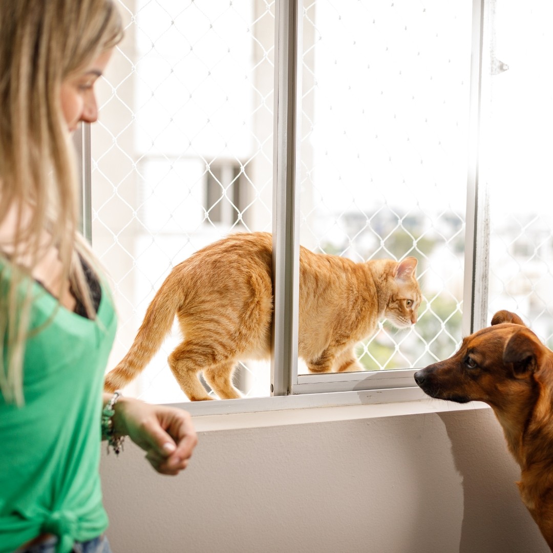 Tela de Proteção para Animais: Como Garantir a Segurança do Seu Pet em Apartamentos